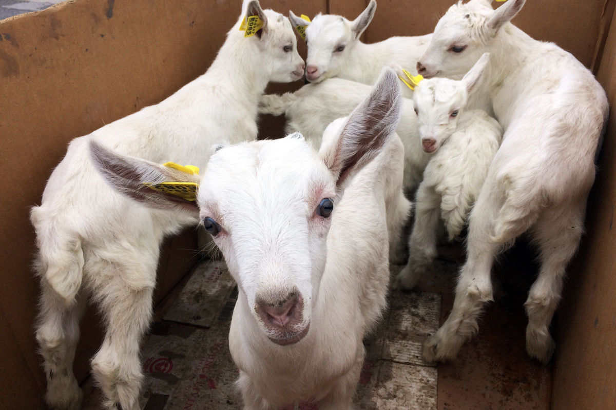087 A box of baby goats was brought to the sales barn by an Amish farmer.JPG